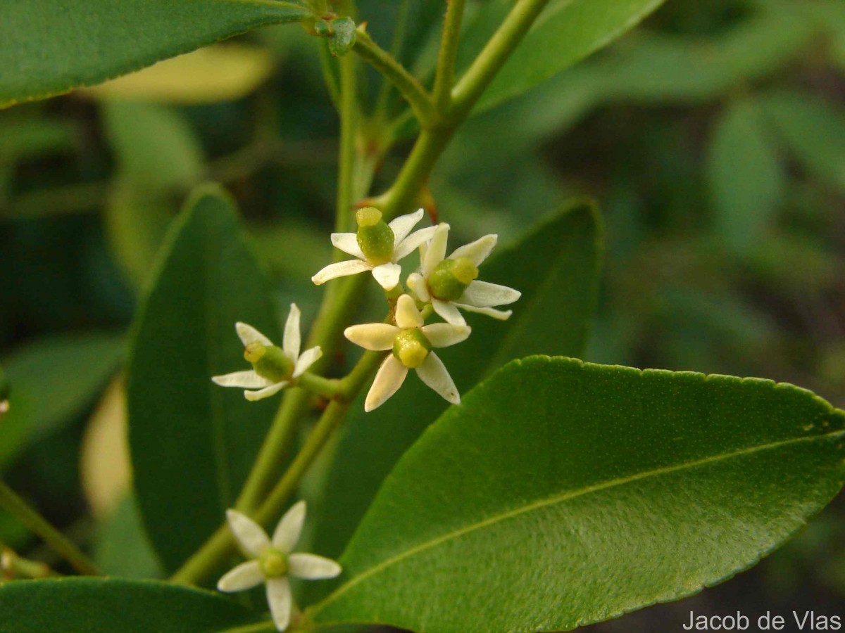 Zanthoxylum asiaticum (L.) Appelhans, Groppo & J.Wen